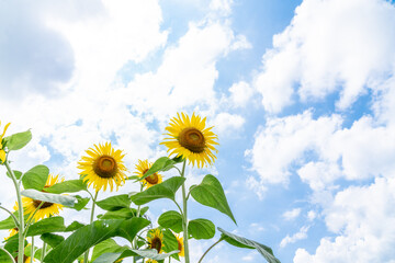 夏の青空と、満開のひまわり