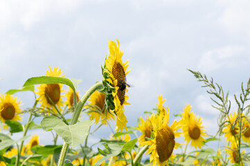 夏の青空と、満開のひまわり
