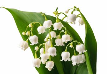 lily of the valley
