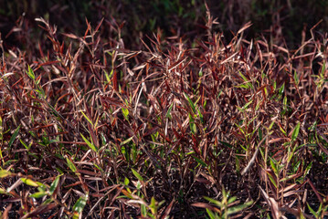 Red grass field