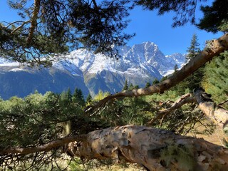 trees in the mountains