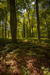 Obraz premium Moody and magical forest with amazing atmosphere with fresh greenery light under the leaves in the south of Bohemia.