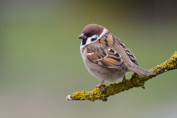 Bird - tree sparrow Passer montanus sitting on a branch green background winter time winter frosty day