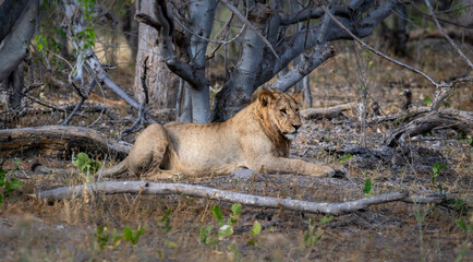 lion, Panthera leo, native to Africa and India. in the okavango delta botswana