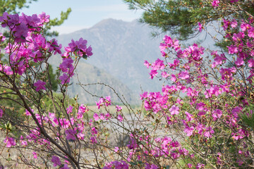 Obraz premium Teldykpen rapids on Altai river Katun. Rhododendron dauricum bushes with flowers are on foreground.