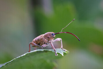 bug on a green leaf