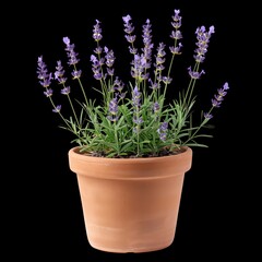 Fototapeta premium A potted lavender plant in full bloom against a black background, showcasing delicate purple flowers and lush green foliage.