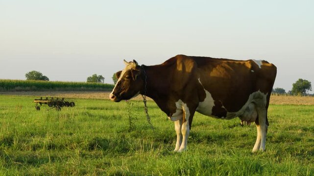 Dairy cow in the pasture on a sunny day	