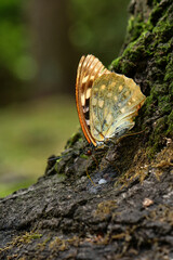 Fototapeta premium 夏の雑木林で見られる大きく、青紫の翅がとても美しいチョウ、オオムラサキ