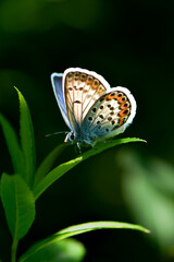 初夏の高原や湿原で見られる青い羽がとても美しい小さなチョウ、ヒメシジミ