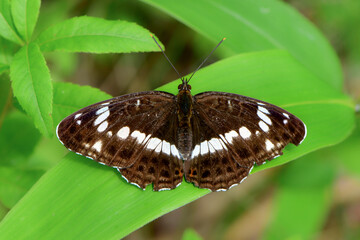 初夏から夏に高原や公園で見られるチョコレート色の身近なチョウ、イチモンジチョウ