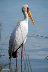 yellow billed stork in Botswana Africa. The yellow-billed stork, sometimes also called the wood stork or wood ibis, is a large African wading stork species in the family Ciconiidae. 