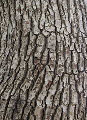 Obraz premium Closeup texture of natural pine tree bark background. Rough surface of pine tree trunk. 