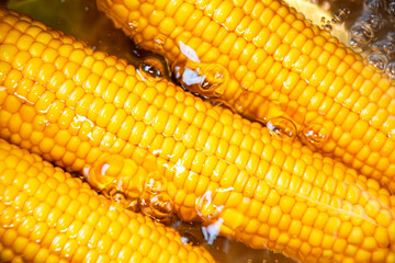 Sweet corn on the cob boiled in water, top view