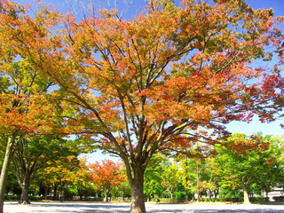 autumn trees in park