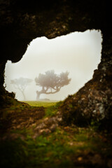 Tree In the fog in Madeira