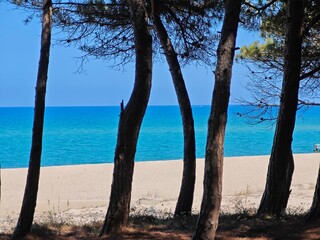 Pinienwald auf Sardinien