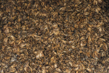 Mass of Dried Cod Heads in Lofoten, Norway