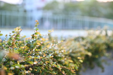 Highlight low shrubs with rich colors and diverse varieties, essential elements in contemporary landscape design.