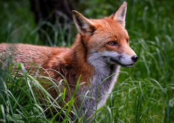 A close up of a Red Fox in the grass