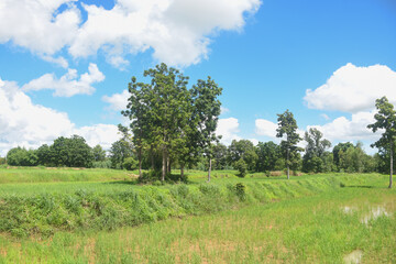 Green trees in the rice fields