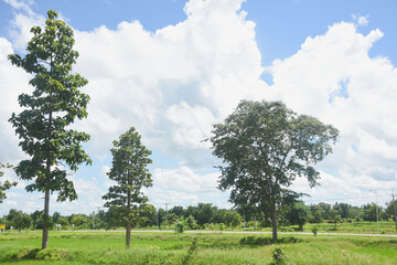 Green trees in the rice fields