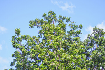 Neem tree tops against the sky