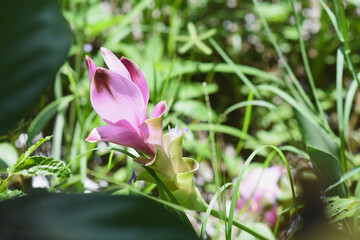 Pink flowers Scientific name: Curcuma sessilis Family: Zingiberaceae Genus: Curcuma