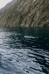 Dolphin swimming in the water at MIlford Sound, New Zealand