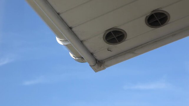 Wasps making a nest in the gutter and roof fascia, flying in and out