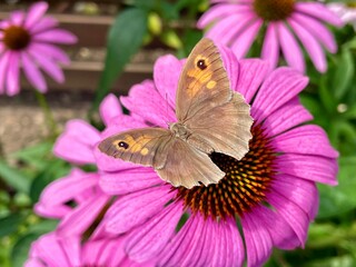butterfly on flower