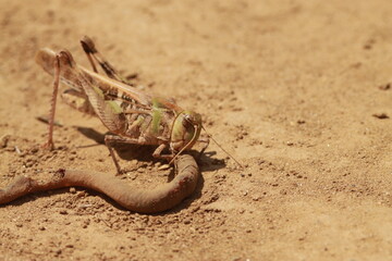 砂地で死んだミミズを食べるバッタ