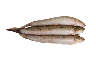 Raw keo fishes or spiny goby isolated on white background