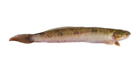 Fototapeta premium Fresh keo fish or spiny goby isolated on white