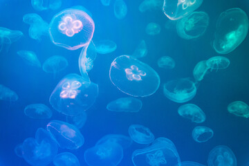 Illuminated Jellyfishes - abstract background in blue and teal tones. Smack of Moon Jellyfish (Aurelia aurita) against dark background.