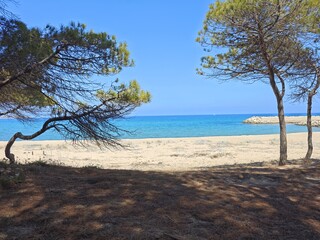 Pinien am Strand von Sardinien