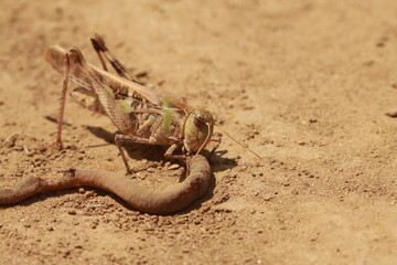 砂地で死んだミミズを食べるバッタ