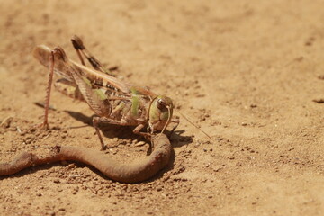 砂地で死んだミミズを食べるバッタ
