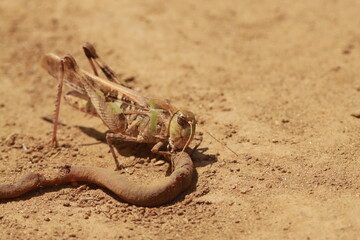 砂地で死んだミミズを食べるバッタ