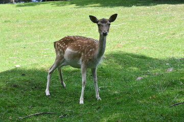 Damhirsch weiblich auf der Wiese