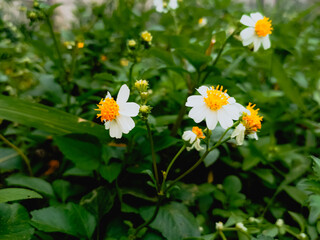 Beautiful nature with white flowers (daisies) blooming in spring forest and this area offers a rich and supportive environment for small animal