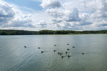 ducks floating on the lake