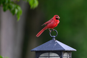 Maryland Cardinal