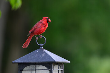 Maryland Cardinal