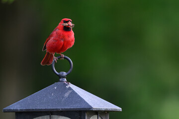 Maryland Cardinal