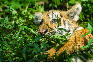 amur tiger cub