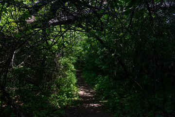 A walking path to the horizon in a local state park surrounded by lush greenery.