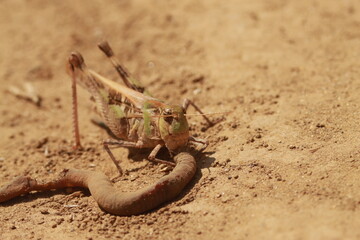 砂地で死んだミミズを食べるバッタ