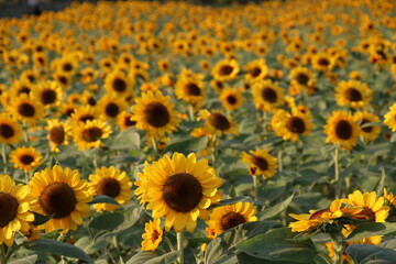 Sunflowers blooming in the park