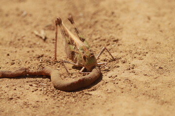 砂地で死んだミミズを食べるバッタ